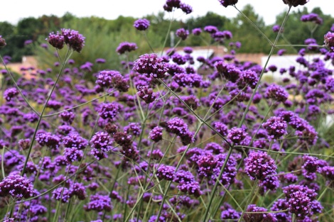 Verbena bonariensis